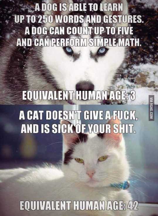 Feline Fanatics Group